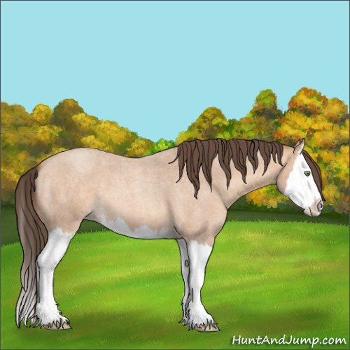 Horse Color:Amber Champagne Roan Splash