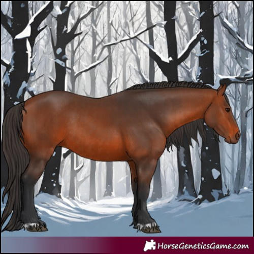 Horse Color:Bay Rabicano and Bay Rabicano