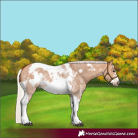Horse Color:Silver Bay Dun Sabino Tobiano Frame Rabicano 