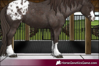 Horse Color:Liver Chestnut Appaloosa