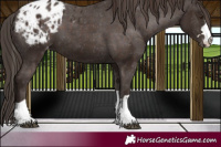 Horse Color:Liver Chestnut Appaloosa 