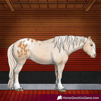 Horse Color:Palomino Appaloosa