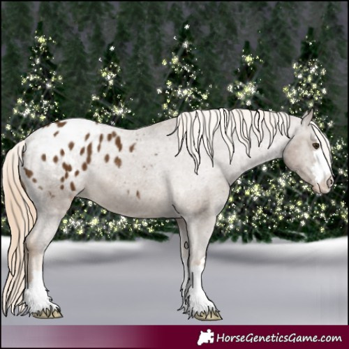 Horse Color:Chocolate Palomino Appaloosa 