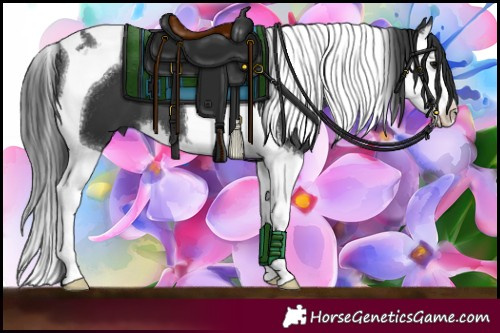Horse Color:Black Splash Tobiano 