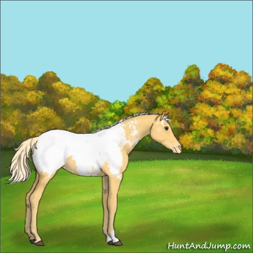 Horse Color:Palomino Sabino Snowcap 
