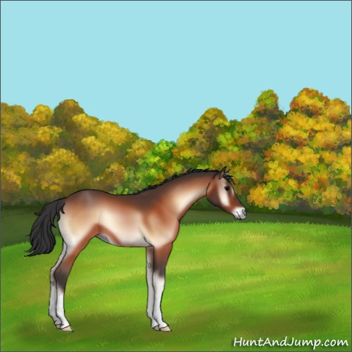 Horse Color:Bay Onyx