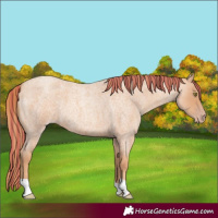 Horse Color:Painted Gold Champagne Roan 