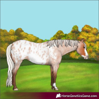 Horse Color:Silver Bay Roan Frame Appaloosa
