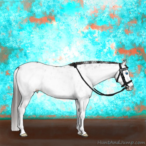 Horse Color:White Spotted Grullo Splash Appaloosa Rabicano 