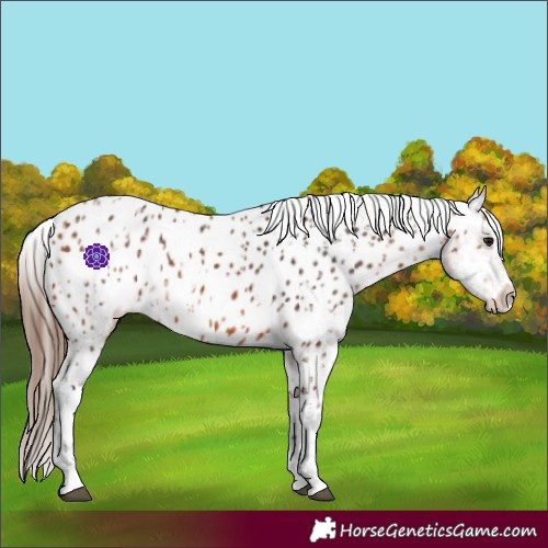 Horse Color:Bay Near Leopard  and Bay Splash Near Leopard 