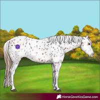 Horse Color:Bay Near Leopard  and Bay Splash Near Leopard 