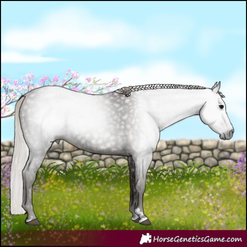 Horse Color:Gray Silver Black 