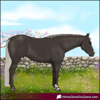 Horse Color:Gray Silver Black 