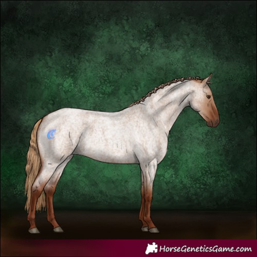 Horse Color:Red Dun Roan 