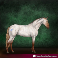 Horse Color:Red Dun Roan 