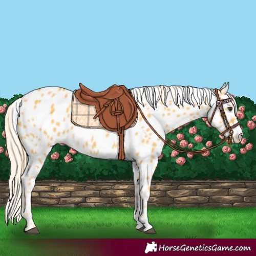Horse Color:Palomino Appaloosa 