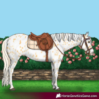 Horse Color:Palomino Appaloosa 
