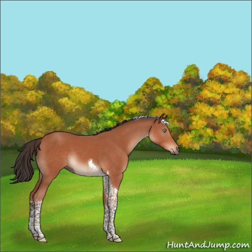 Horse Color:Brown Mushroom Tobiano 