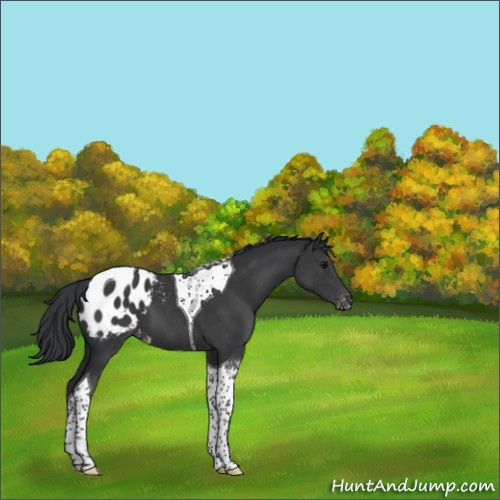 Horse Color:Black Tobiano Appaloosa 