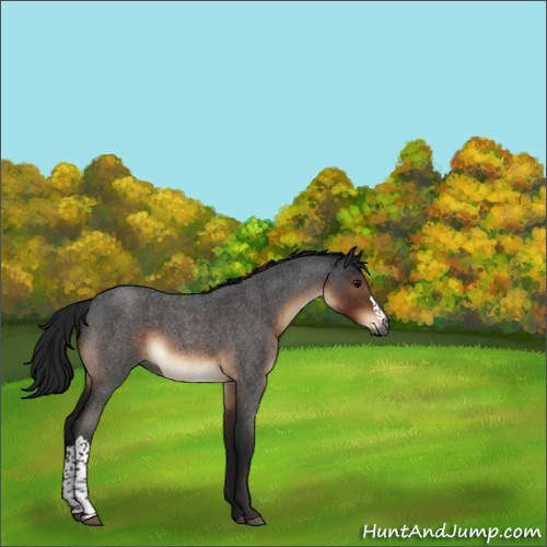Horse Color:Gray Brown Roan 