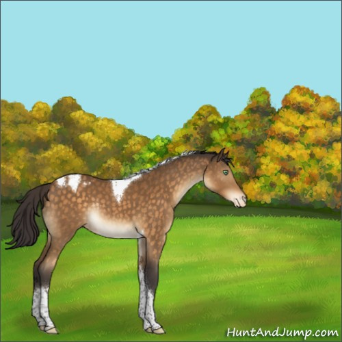 Horse Color:Buckskin Mushroom Sabino Tobiano Appaloosa Rabicano 