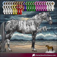 Horse Color:White Spotted Brown and White Spotted Black