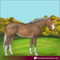 Horse Color:Silver Buckskin 