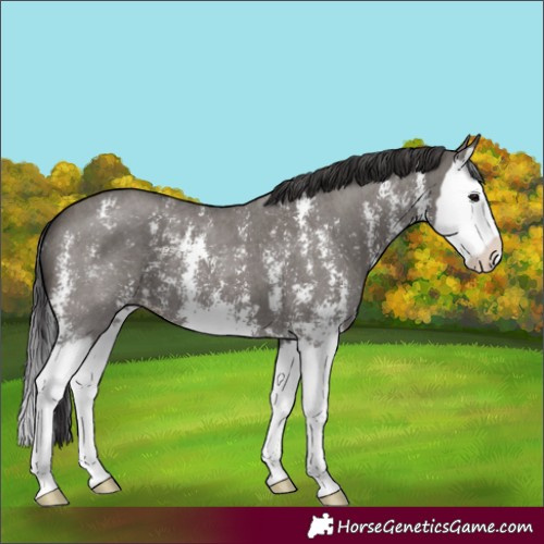Horse Color:Smoky Grullo Sabino Splash 