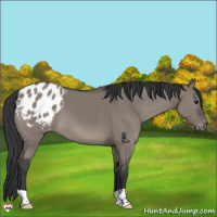 Horse Color:Grullo Appaloosa 