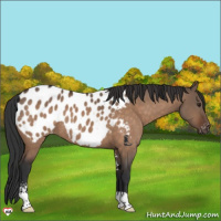 Horse Color:Brown Dun Sabino Appaloosa 