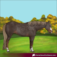 Horse Color:Liver Chestnut 
