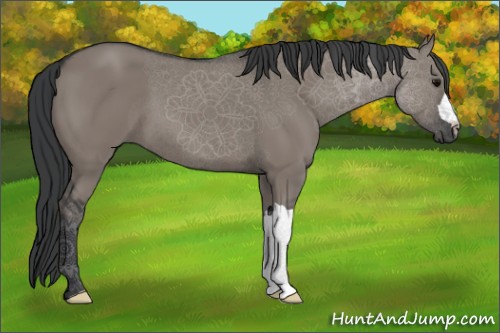 Horse Color:Grullo 