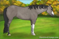Horse Color:Grullo 