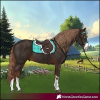 Horse Color:Liver Chestnut 