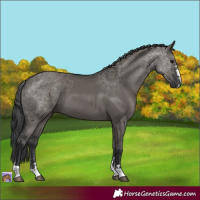 Horse Color:Grullo 