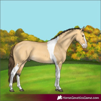 Horse Color:Buckskin Dun Splash Tobiano 