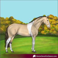 Horse Color:Buckskin Dun Splash Tobiano 