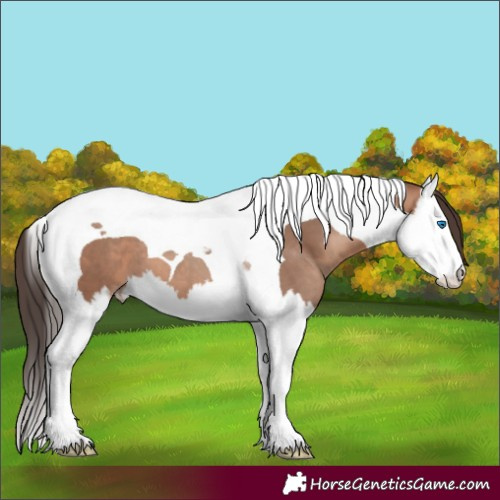 Horse Color:Sable Champagne Splash Tobiano 
