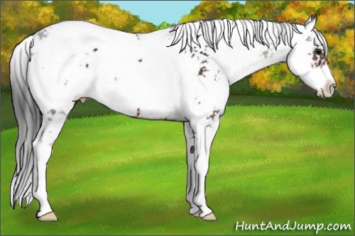 Horse Color:Brown Sabino Appaloosa 