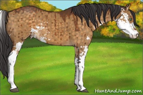 Horse Color:Buckskin Dun Sabino Brindle 