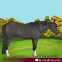 Horse Color:Black 