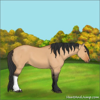 Horse Color:Bay Dun 