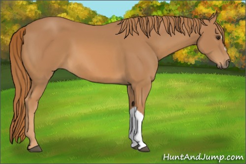 Horse Color:Chestnut 