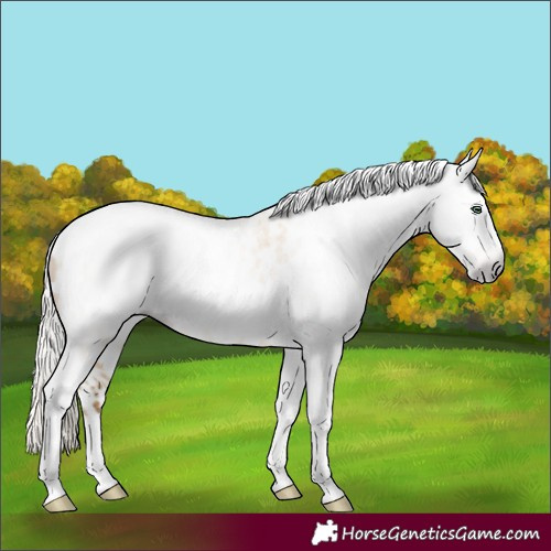 Horse Color:Gray Silver Amber Cream Champagne Roan Dun Splash Tobiano Frame Appaloosa Rabicano