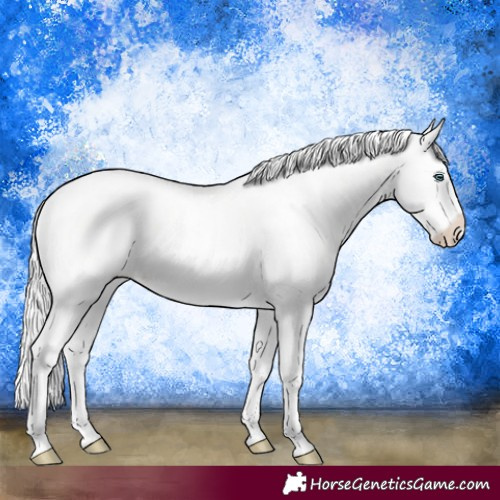 Horse Color:Silver Perlino Roan Dun Splash Frame Appaloosa 