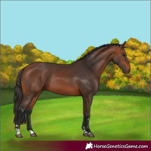 Horse Color:Bay Rabicano  and Bay Rabicano 
