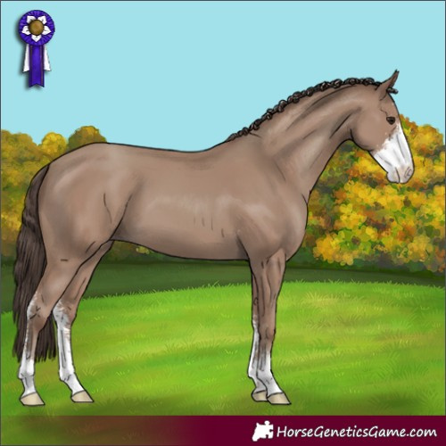 Horse Color:Classic Champagne Sabino