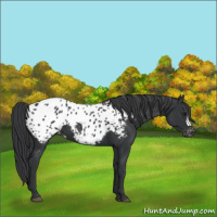 Horse Color:Black Appaloosa 