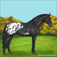 Horse Color:Black Appaloosa 