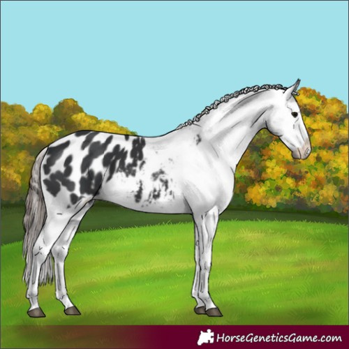 Horse Color:Black Blanket 